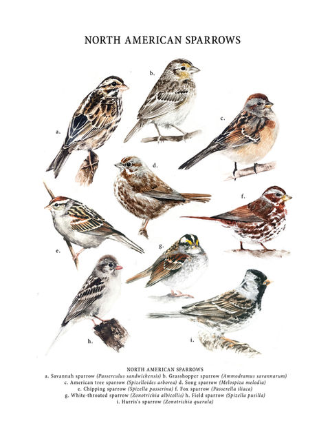 field identification guide watercolor science illustration of sparrow species of North America, for field guide illustration and wildlife education