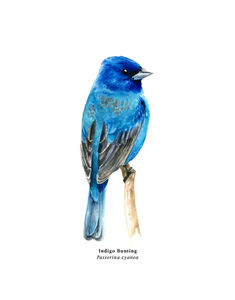 bright blue indigo bunting bird from behind, looking sideways