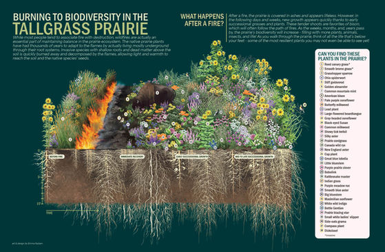 interpretive panel showing plant diversity of the tallgrass prairie and the effect of fire on root depth and biodiversity