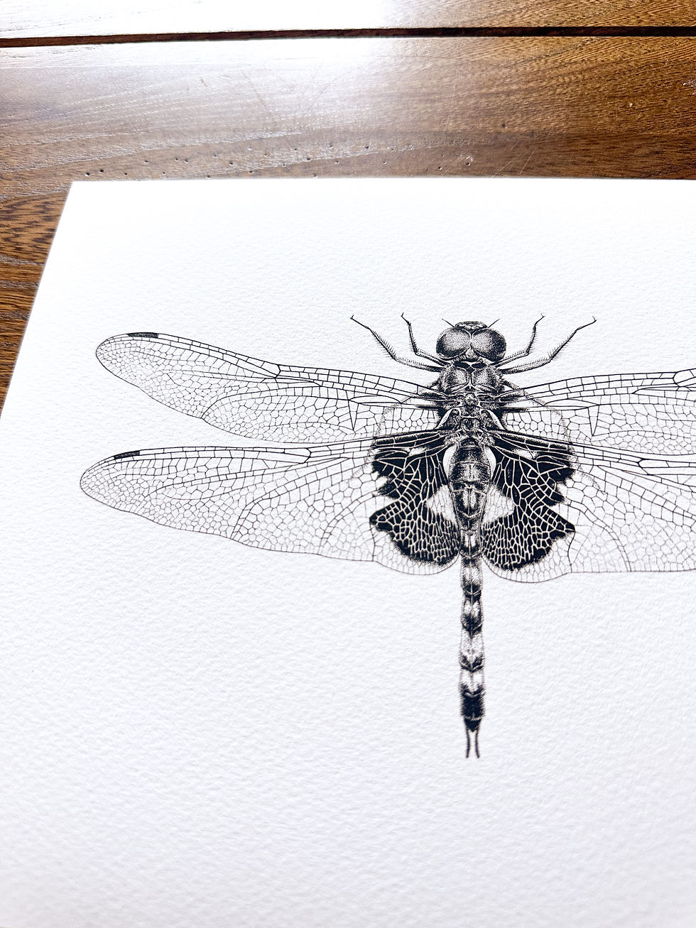 Thumbnail: Black Saddlebags Dragonfly fine art print