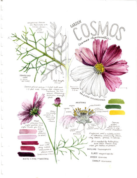 watercolor botanical field sketch illustration of parts of a pink cosmos flower, dissected by petals, leaves, and ray and disk flowers