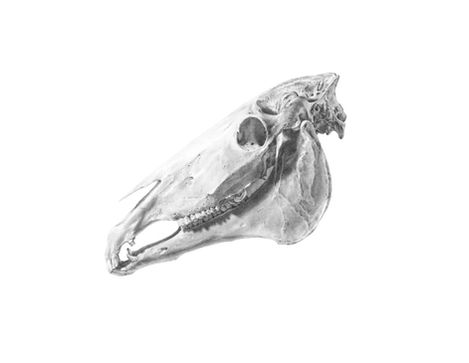 graphite scientific illustration of a horse skull for the purpose of scientific anatomical study or educational publications