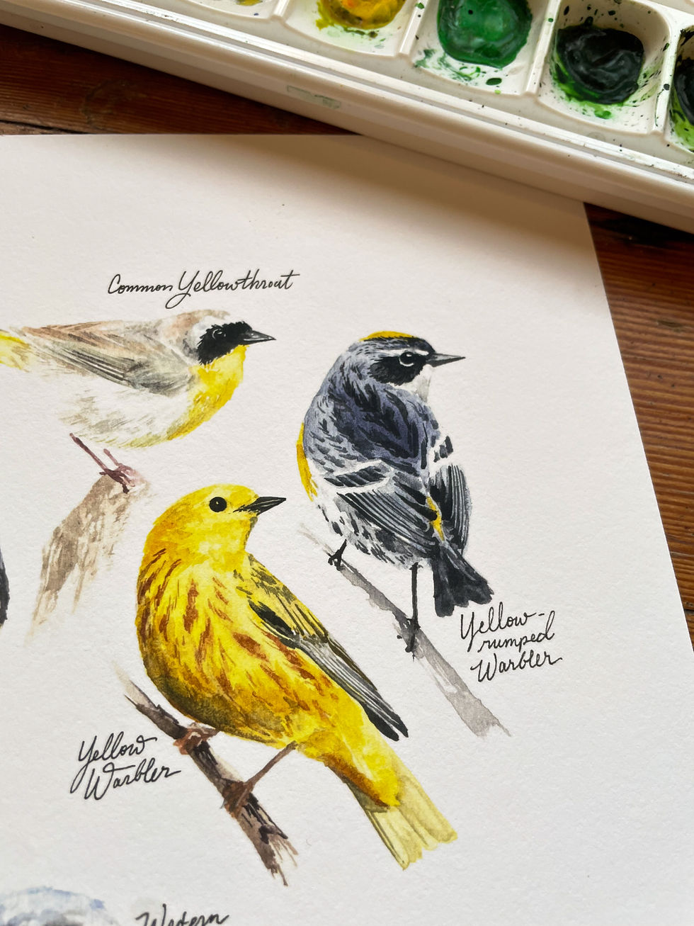 Thumbnail: Yellow Songbirds watercolor study fine art print
