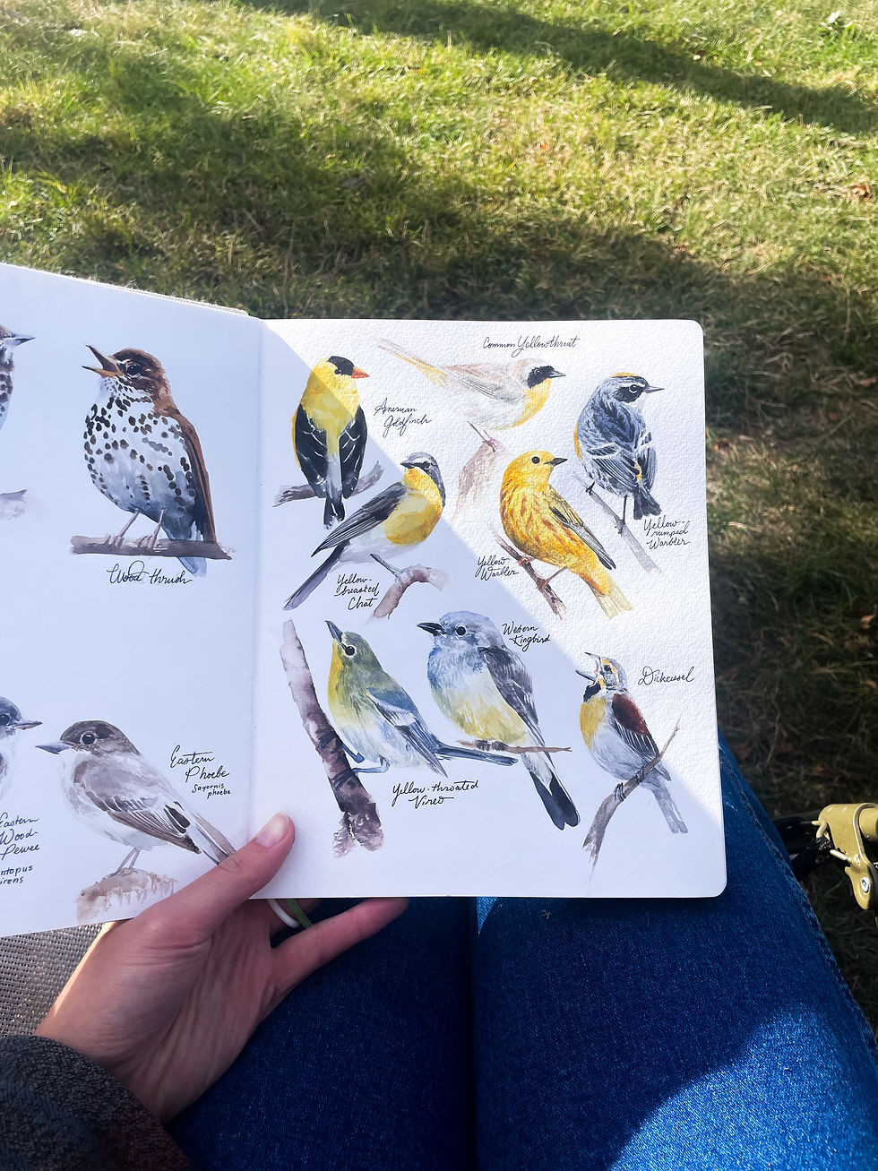 Thumbnail: Yellow Songbirds watercolor study fine art print