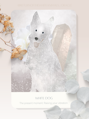 White Dog card from the Return of the White Animals Oracle by Katharina Tinkl