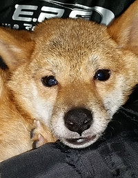 保護犬 大阪 ワンちゃんと里親との縁を繋ぐhappy Paws