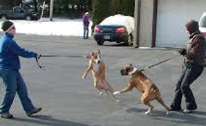 reactive dogs.jpg