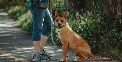 Dog Walk with Marcy.jpg