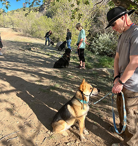 Reactive Dog Club.jpg