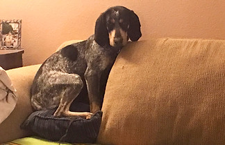 Shy Dog_edited.jpg