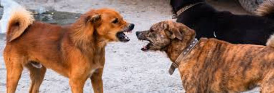 Reactive Dogs Title Page.jpg
