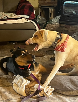Angry Dog 1.heic
