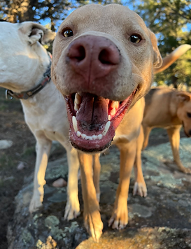 Happy Dog.heic