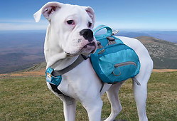 Dog wearing Backpack.jpeg