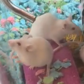 Zoey and Mira.png