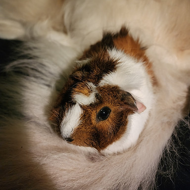 Zuzu.jpg