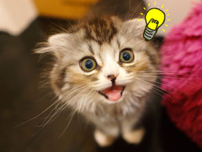 ニャンコの新企画(=^・^=)？