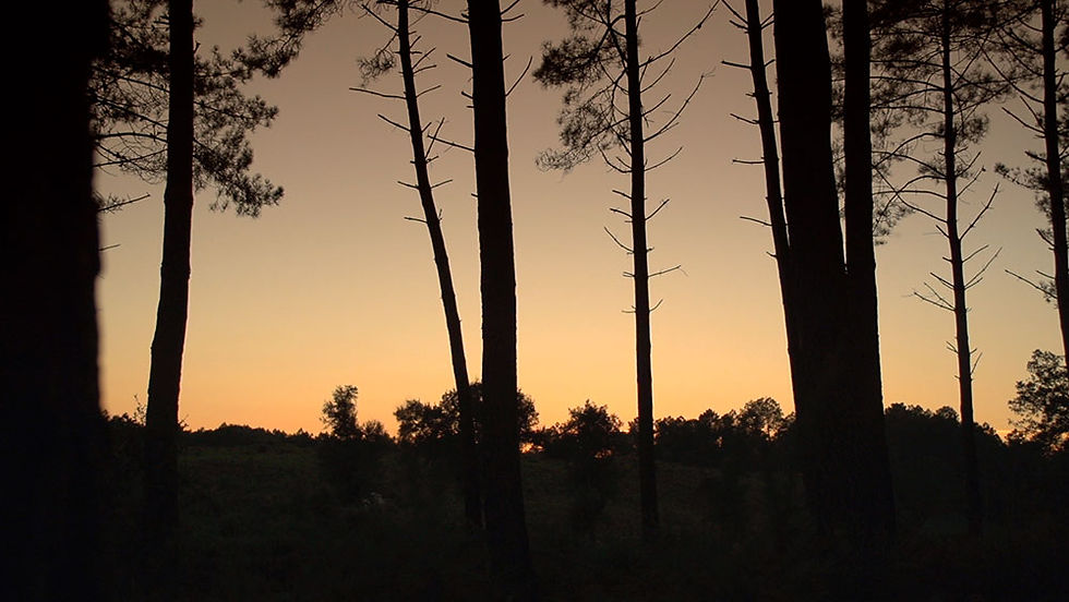 Paysages de Soustons