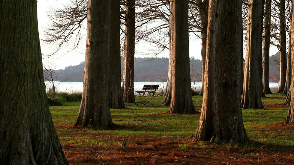 Paysages de Soustons