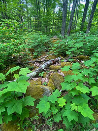 Talking Trail