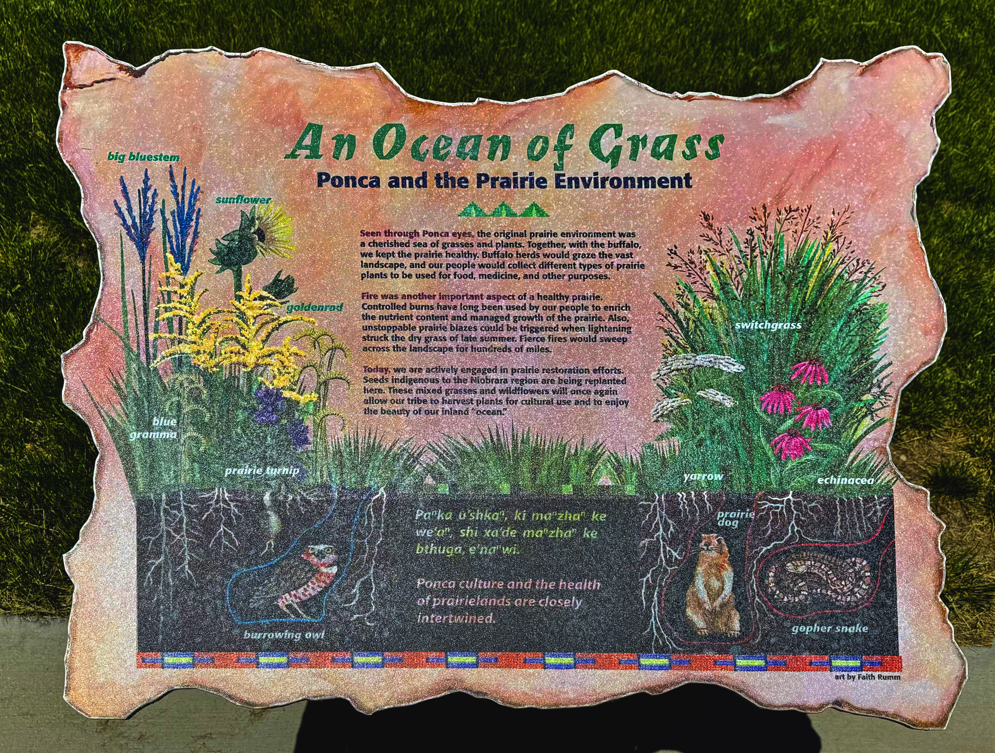 Oceans Turf Example 1139 - An Ocean of Grass | talkingtrail