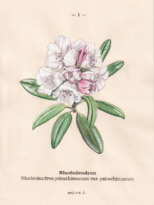 Rhododendron yakushimanum var. yakushimanum