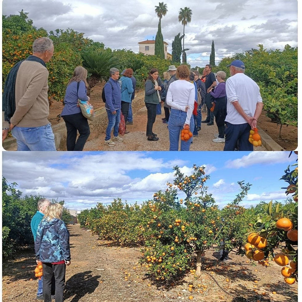 Discover Valencia’s Citrus Groves