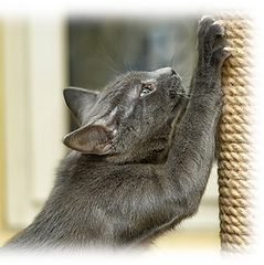 Problemas Comportamiento EAWTC