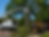 treetrimmingIMG