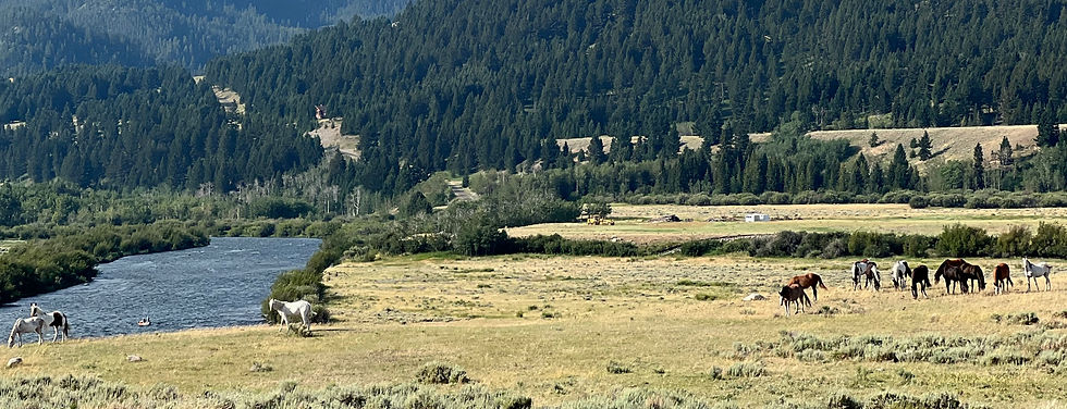 Wild horses along the Madison River, Montana