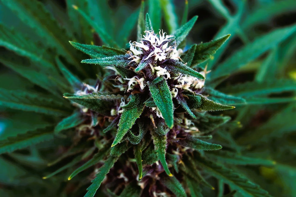 Terpenes