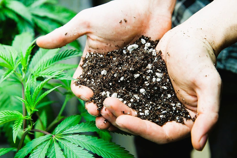 A Person Growing Cannabis With Terpenes