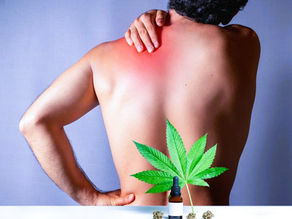 Choosing Cannabis Strains for Pain-Free Days Ultimate Relief Guide