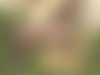 CBD for Horses Easing Joint Pain Naturally with Proven Benefits