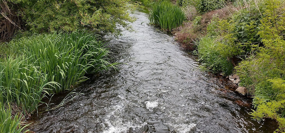 Cow Creek