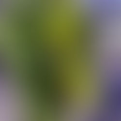 THE 6TH CHINA CAP FLOWER DESIGN CONTESTにサンダーソニア、グロリオサ等を輸出しました。