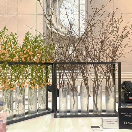 2025年(令和6年度)大連日本国領事館 天皇誕生日祝賀レセプションで桜とサンダーソニアを展示しました。