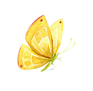 farfalla gialla_edited.png