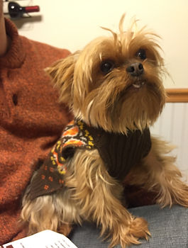 Grantham NH pet care services
