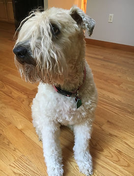 Grantham NH pet care services