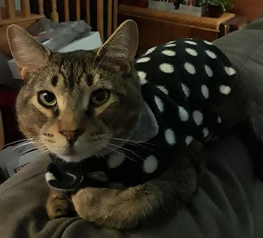Grantham NH pet care services