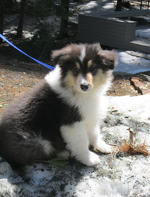 Grantham NH pet care services