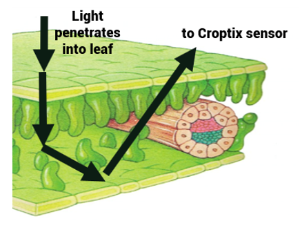 Sensor penetrating leaf with light