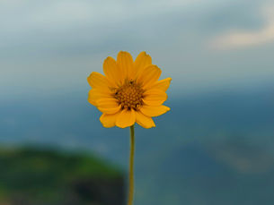 The Energy of Gratitude: How Thankfulness Rewires Your Mind, Body & Soul