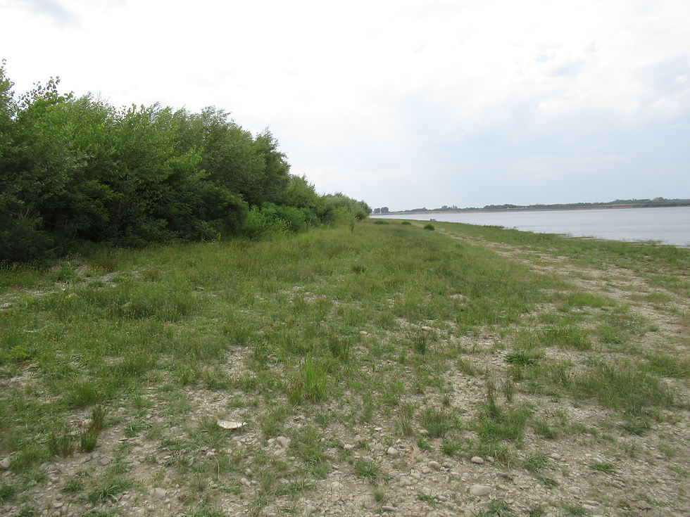 The river bank where our Golden Jackal research camp will be built