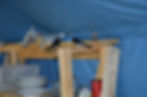 Two swallows in the tent at the Golden Jackals field research camp