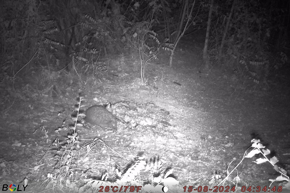A hedgehog at the Golden Jackals bait site