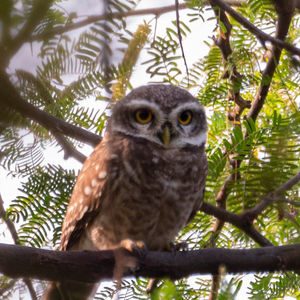 The Perching Glimpses