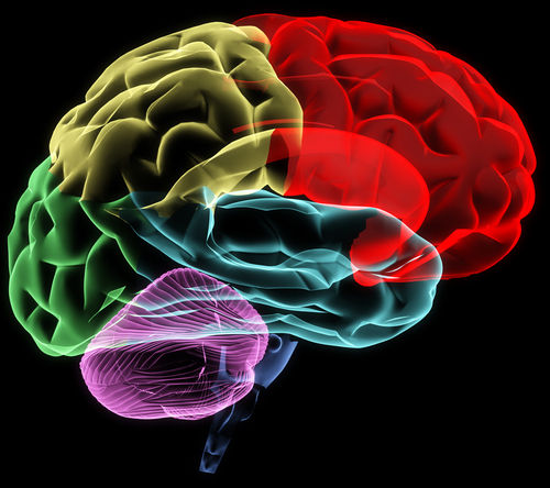 Neuroanatomy Basics