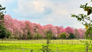 El Edén tabasqueño se viste de fiesta
